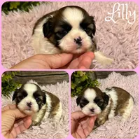 Lilly, a female Shih Tzu for sale in Jacksonville, FL – 1 of 1