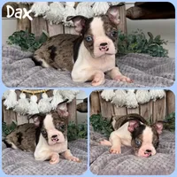 Dax, a male Boston Terrier for sale in Jacksonville, FL – 1 of 1