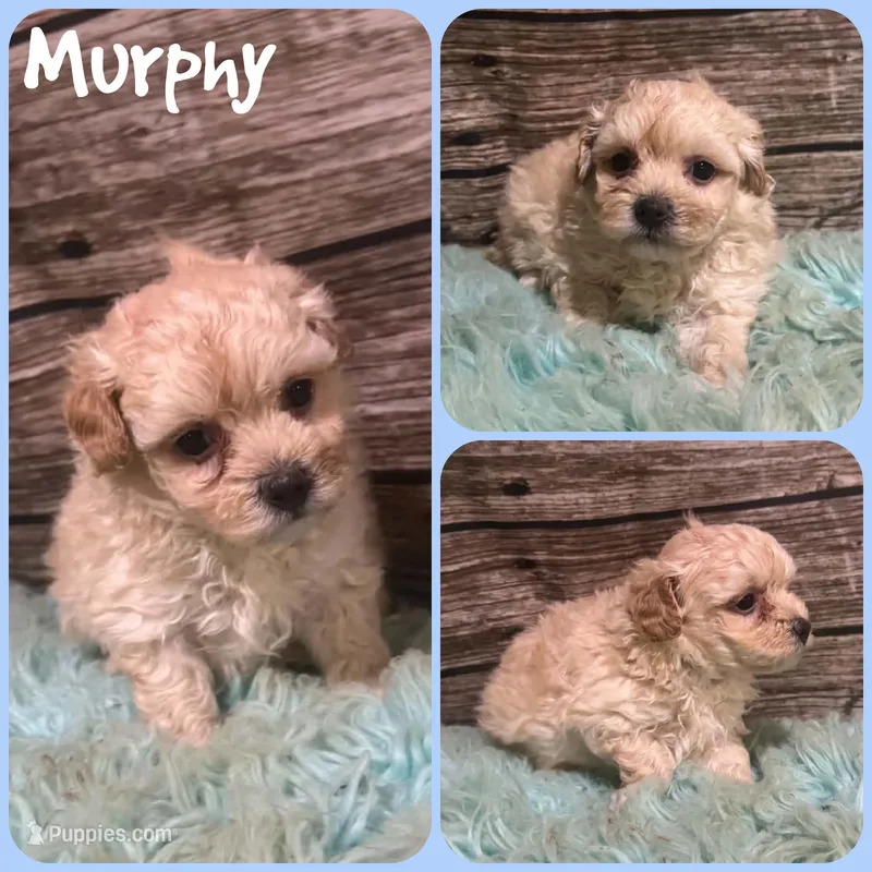 Murphy – Maltipoo puppy for sale in Jacksonville, FL