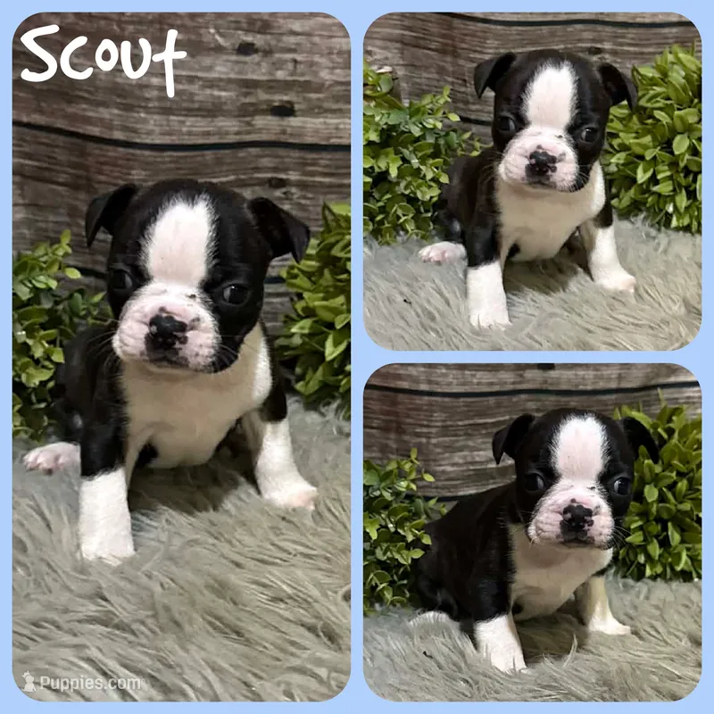 Scout