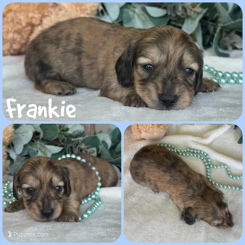 Frankie – Miniature Dachshund puppy for sale in Jacksonville, FL