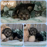 Harvey, a male Yorkshire Terrier for sale in Jacksonville, FL – 1 of 1