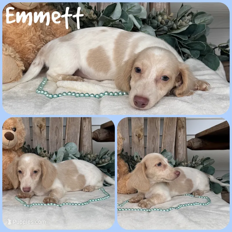 Emmett – Miniature Dachshund puppy for sale in Jacksonville, FL