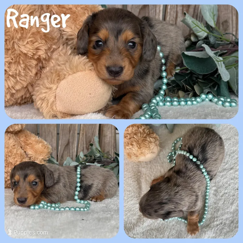 Ranger – Miniature Dachshund puppy for sale in Jacksonville, FL