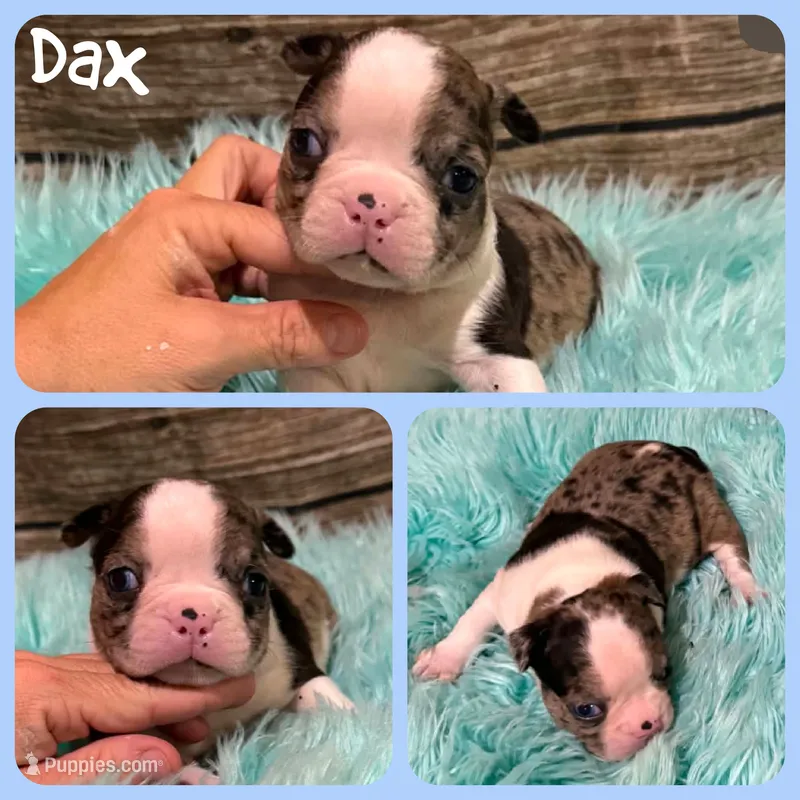 Dax – Boston Terrier puppy for sale in Jacksonville, FL