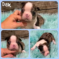 Dax, a male Boston Terrier for sale in Jacksonville, FL – 1 of 1