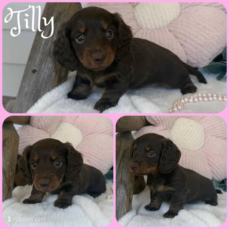 Tilly – Miniature Dachshund puppy for sale in Jacksonville, FL