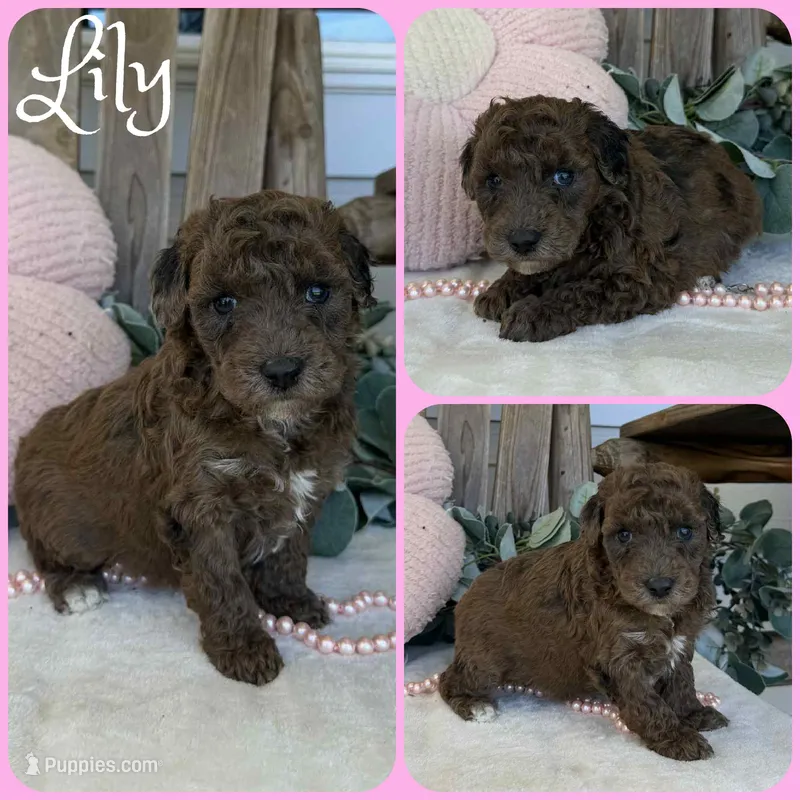 Lily – Poodle - Toy  puppy for sale in Jacksonville, FL