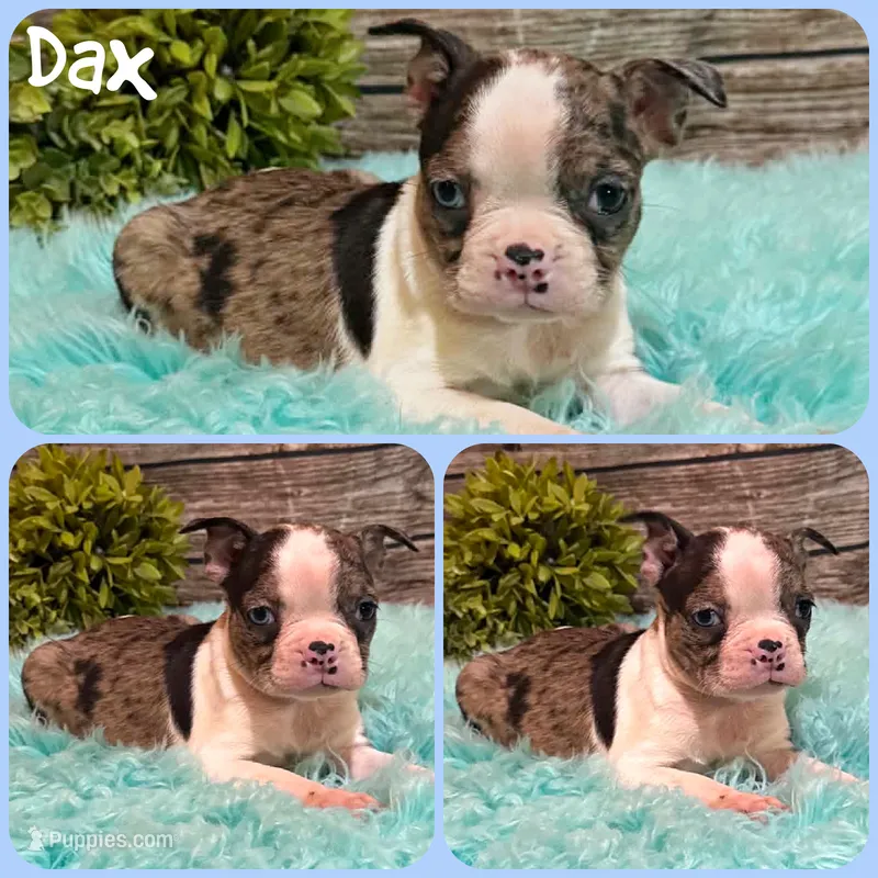 Dax – Boston Terrier puppy for sale in Jacksonville, FL