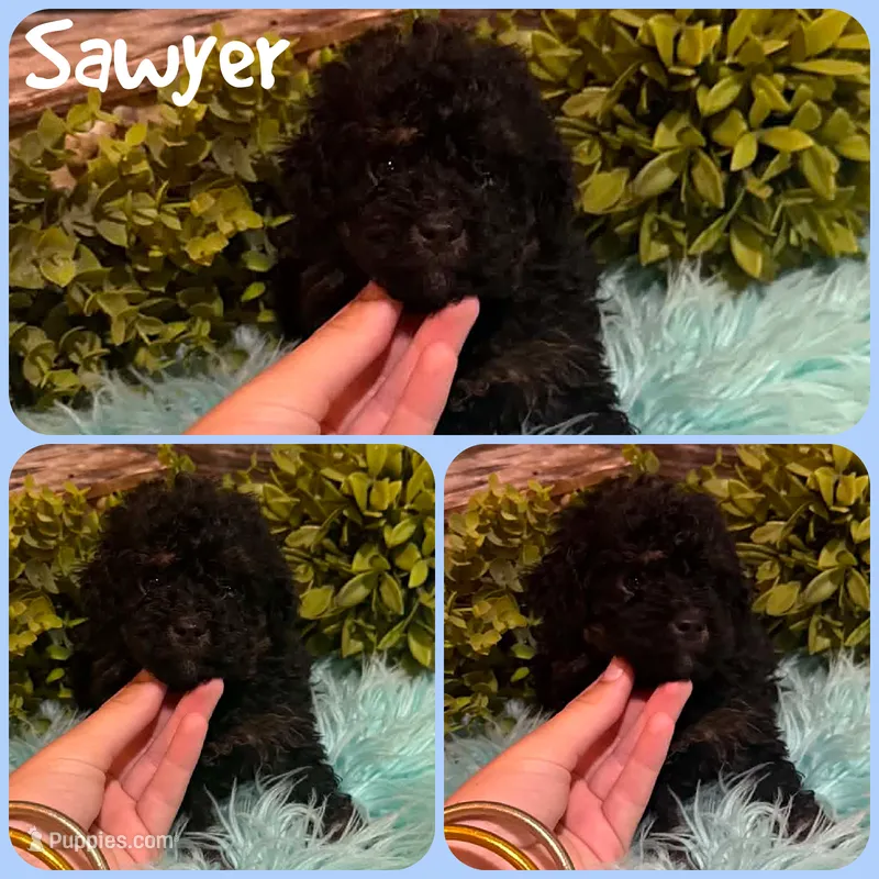 Sawyer – Poodle - Toy  puppy for sale in Jacksonville, FL