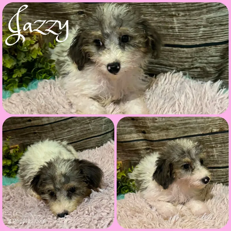 Jazzy – Schnoodle puppy for sale in Jacksonville, FL