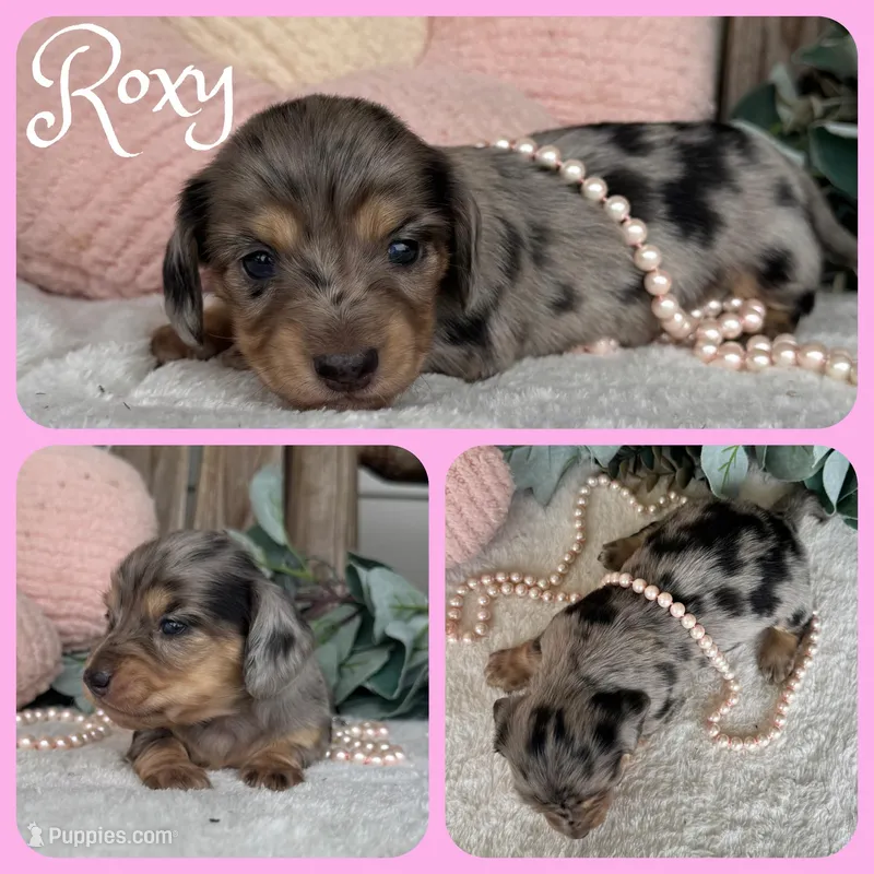 Roxy – Miniature Dachshund puppy for sale in Jacksonville, FL