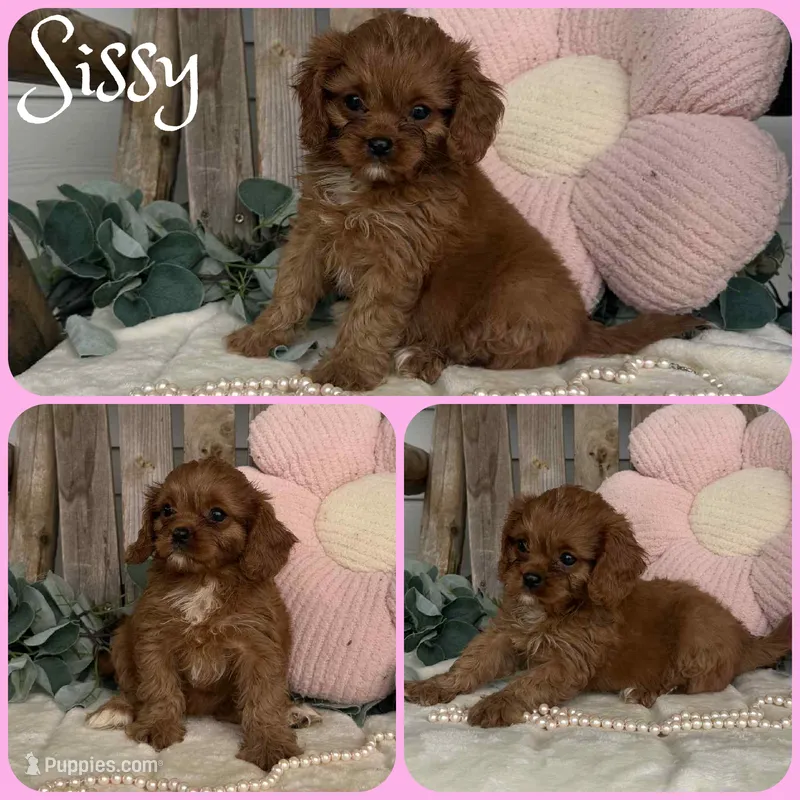 Sissy – Cavapoo puppy for sale in Jacksonville, FL