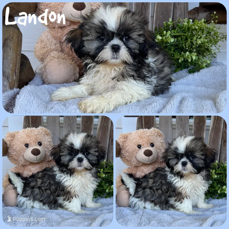 Landon – Shih Tzu puppy for sale in Jacksonville, FL