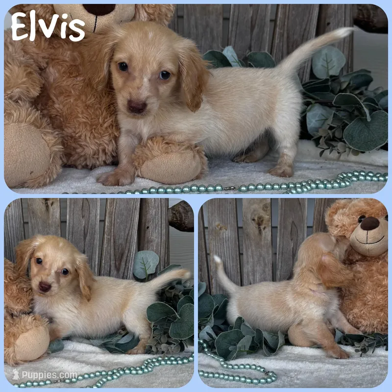 Elvis – Miniature Dachshund puppy for sale in Jacksonville, FL