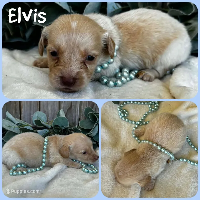 Elvis, a female Miniature Dachshund for sale in Jacksonville, FL – Photo 1 of 1