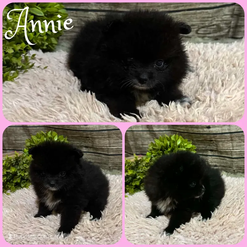 Annie – Pomeranian puppy for sale in Jacksonville, FL