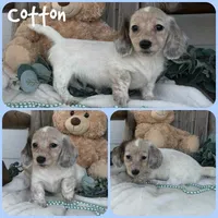 Cotton, a male Miniature Dachshund for sale in Jacksonville, FL – 1 of 1