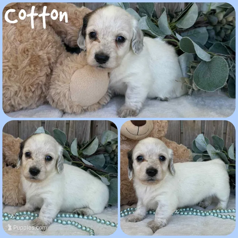 Cotton – Miniature Dachshund puppy for sale in Jacksonville, FL