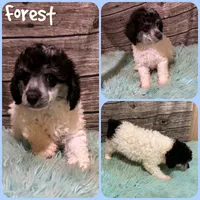 Forest, a male Poodle - Toy  for sale in Jacksonville, FL – 1 of 1