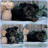 Harley, a male Yorkshire Terrier for sale in Jacksonville, FL – 1 of 1