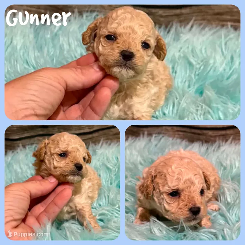 Gunner – Poodle - Toy  puppy for sale in Jacksonville, FL