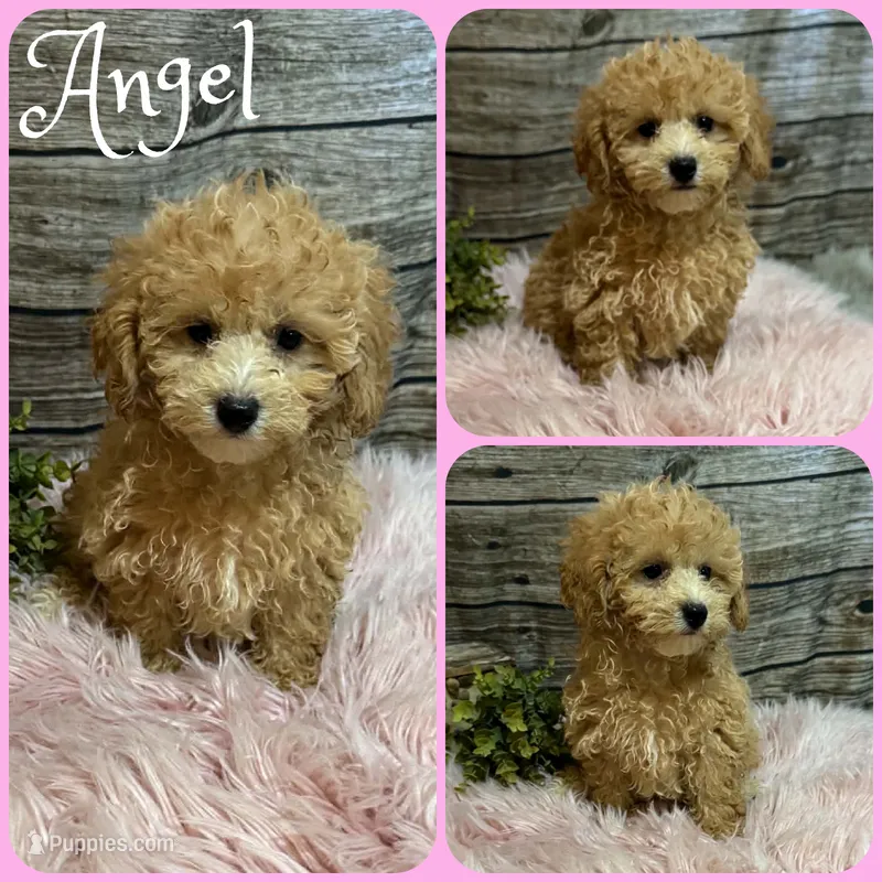 Angel – Maltipoo puppy for sale in Jacksonville, FL
