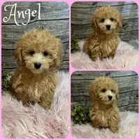 Angel, a female Maltipoo for sale in Jacksonville, FL – 1 of 1