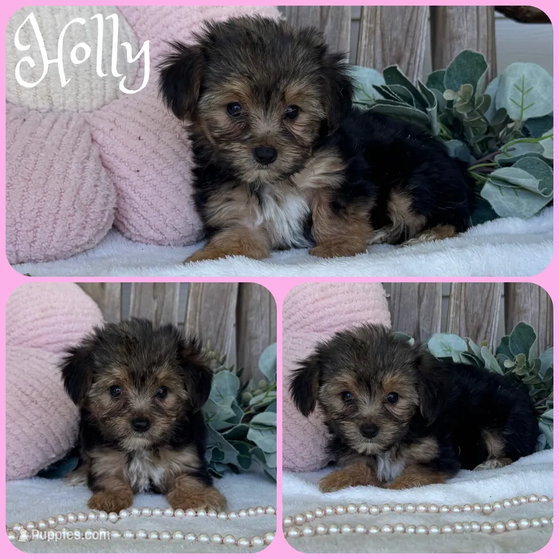 Holly – Yorkshire Terrier puppy for sale in Jacksonville, FL