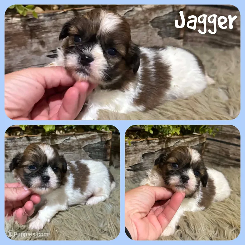 Jagger – Shih Tzu puppy for sale in Jacksonville, FL