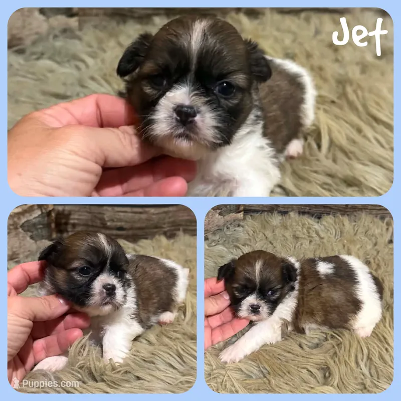 Jet – Shih Tzu puppy for sale in Jacksonville, FL