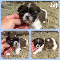 Jet, a male Shih Tzu for sale in Jacksonville, FL – 1 of 1