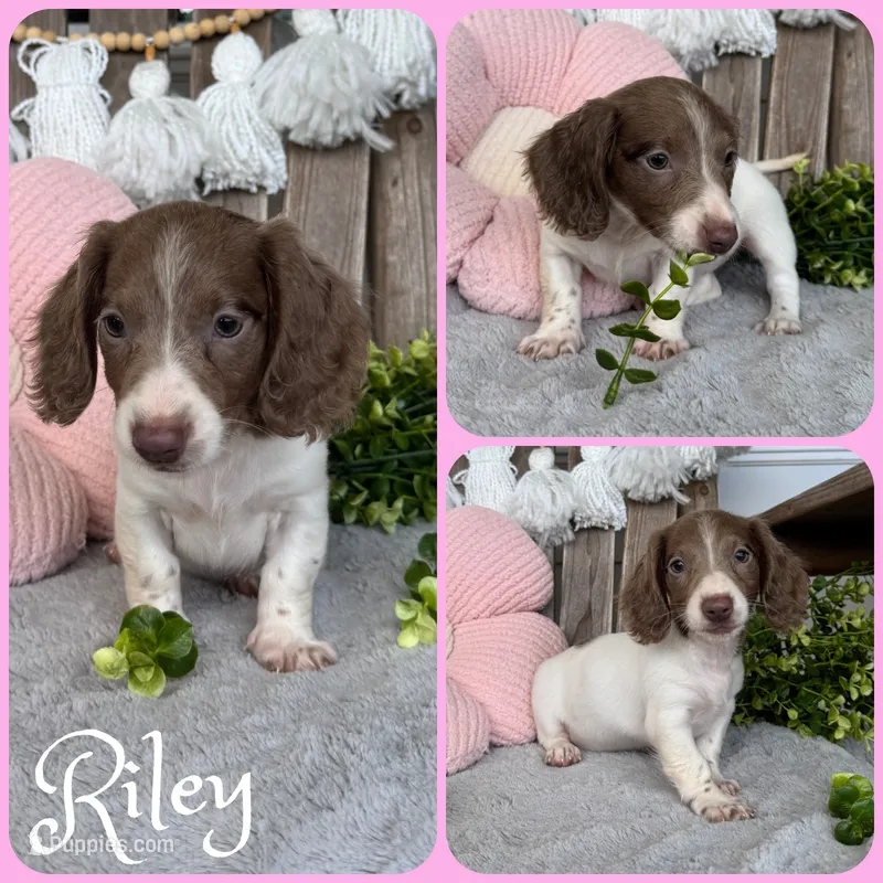 Riley – Miniature Dachshund puppy for sale in Jacksonville, FL