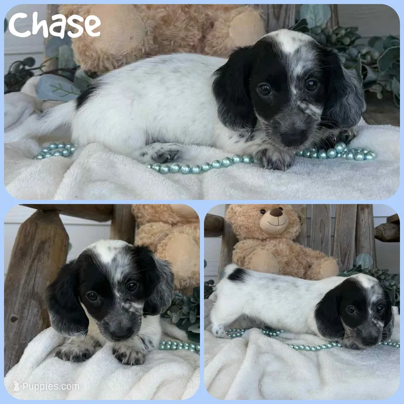 Chase – Miniature Dachshund puppy for sale in Jacksonville, FL
