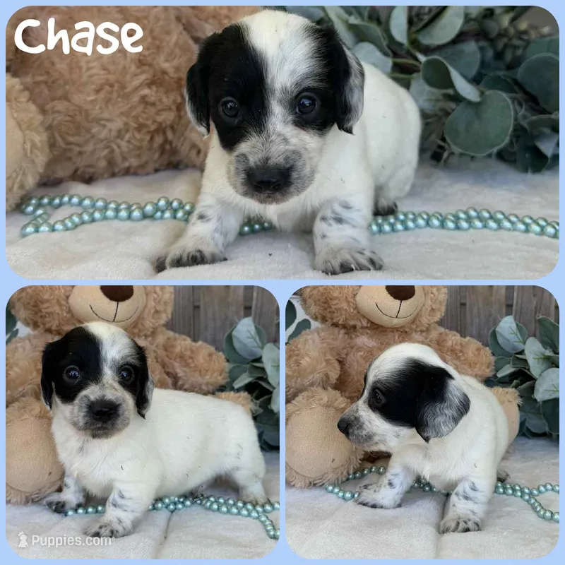 Chase – Miniature Dachshund puppy for sale in Jacksonville, FL