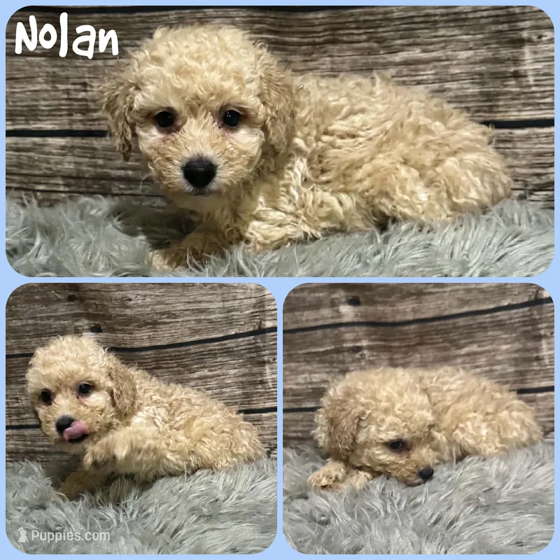 Nolan – Poodle - Toy  puppy for sale in Jacksonville, FL