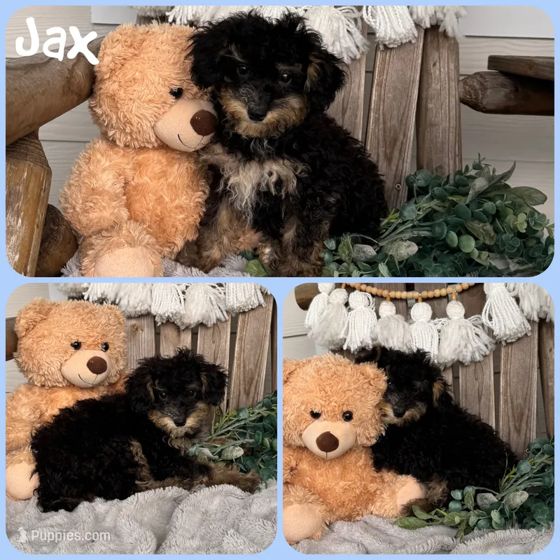 Jax – Schnoodle puppy for sale in Jacksonville, FL