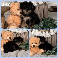 Jax, a male Schnoodle for sale in Jacksonville, FL – 1 of 1