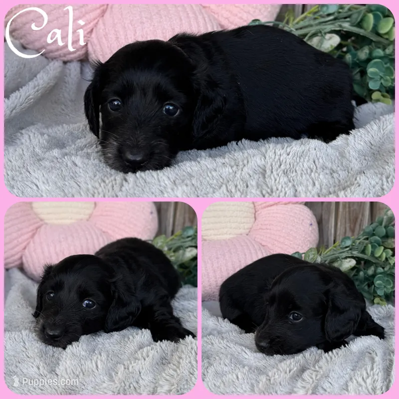 Cali – Miniature Dachshund puppy for sale in Jacksonville, FL