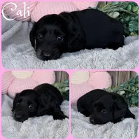 Cali, a female Miniature Dachshund for sale in Jacksonville, FL – 1 of 1