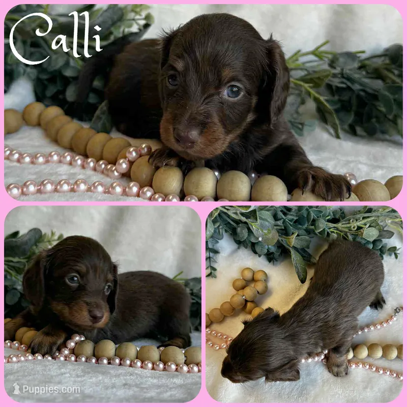 Calli