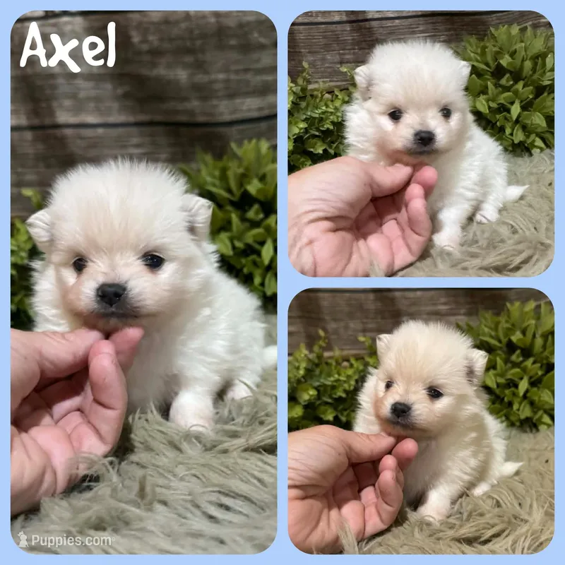 Axel, a male Pomeranian for sale in Jacksonville, FL – Photo 1 of 1