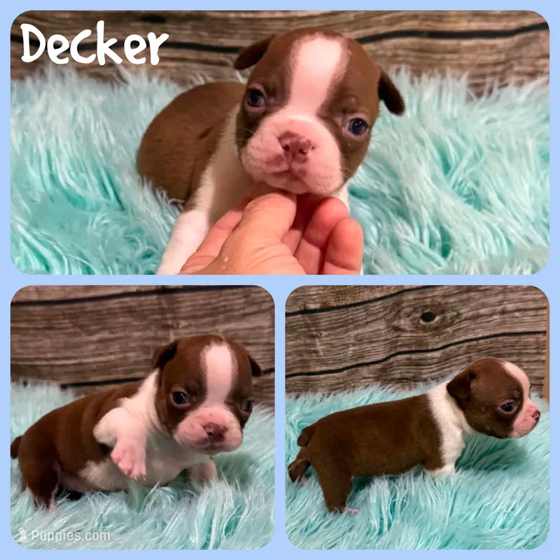 Decker – Boston Terrier puppy for sale in Jacksonville, FL