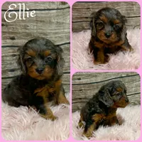 Ellie, a female Cavapoo for sale in Jacksonville, FL – 1 of 1