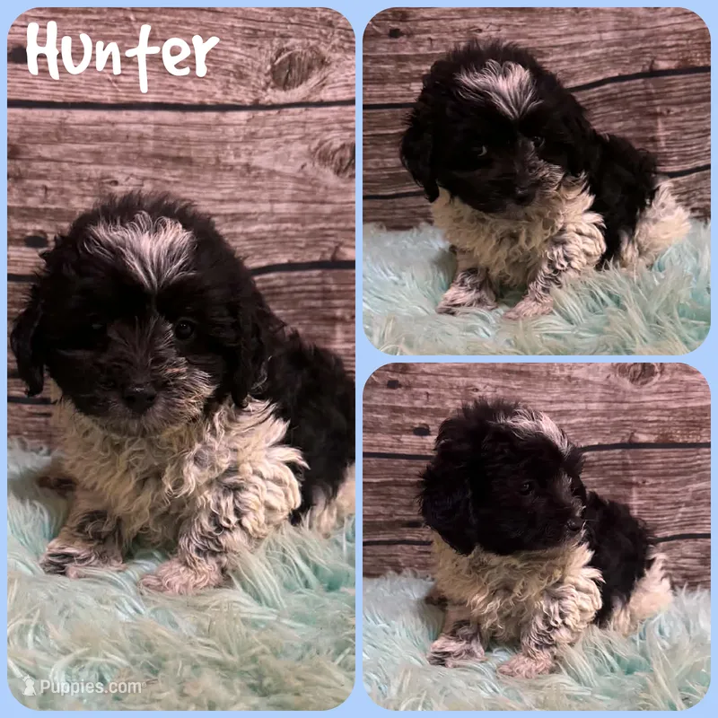 Hunter – Shihpoo puppy for sale in Jacksonville, FL
