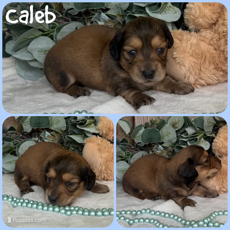 Caleb – Miniature Dachshund puppy for sale in Jacksonville, FL