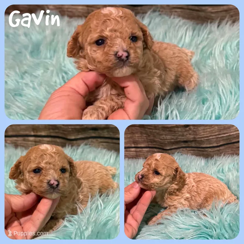 Gavin, a male Poodle - Toy  for sale in Jacksonville, FL – 1 of 1