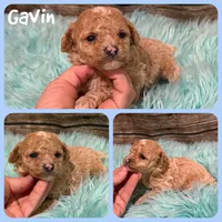 Gavin, a male Poodle - Toy  for sale in Jacksonville, FL – 1 of 1