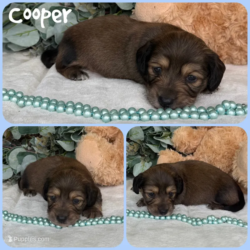 Cooper – Miniature Dachshund puppy for sale in Jacksonville, FL
