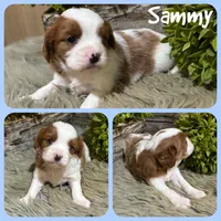 Sammy, a male Cavapoo for sale in Jacksonville, FL – 1 of 1